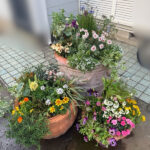 植え替え後
