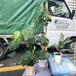 【観葉植物の引き取り】モンステラ・ゴムの木・ドラセナのお引き取り／埼玉県入間市