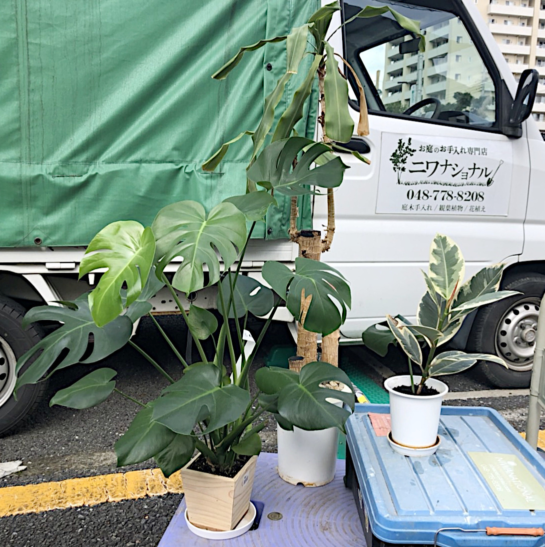 観葉植物の引き取り】モンステラ・ゴムの木・ドラセナのお引き取り／埼玉県入間市 | お庭の専門店ニワナショナル（東京・埼玉）