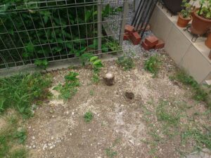 芝はがし、整地、防草シートの施工写真