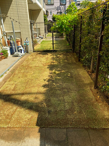 芝生の張り替え作業（姫高麗芝からTM9に）／東京都荒川区