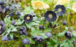 ヘレボルス「ダブル・ブラック」