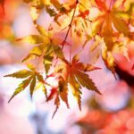 秋、紅葉（モミジ）