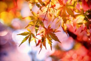 秋、紅葉（モミジ）