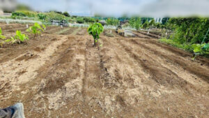 畑の整理の作業写真