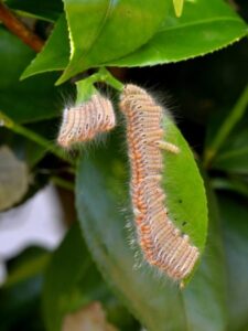 チャドクガ毛虫