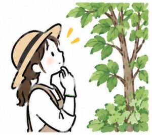 木を見ている女性のイラスト
