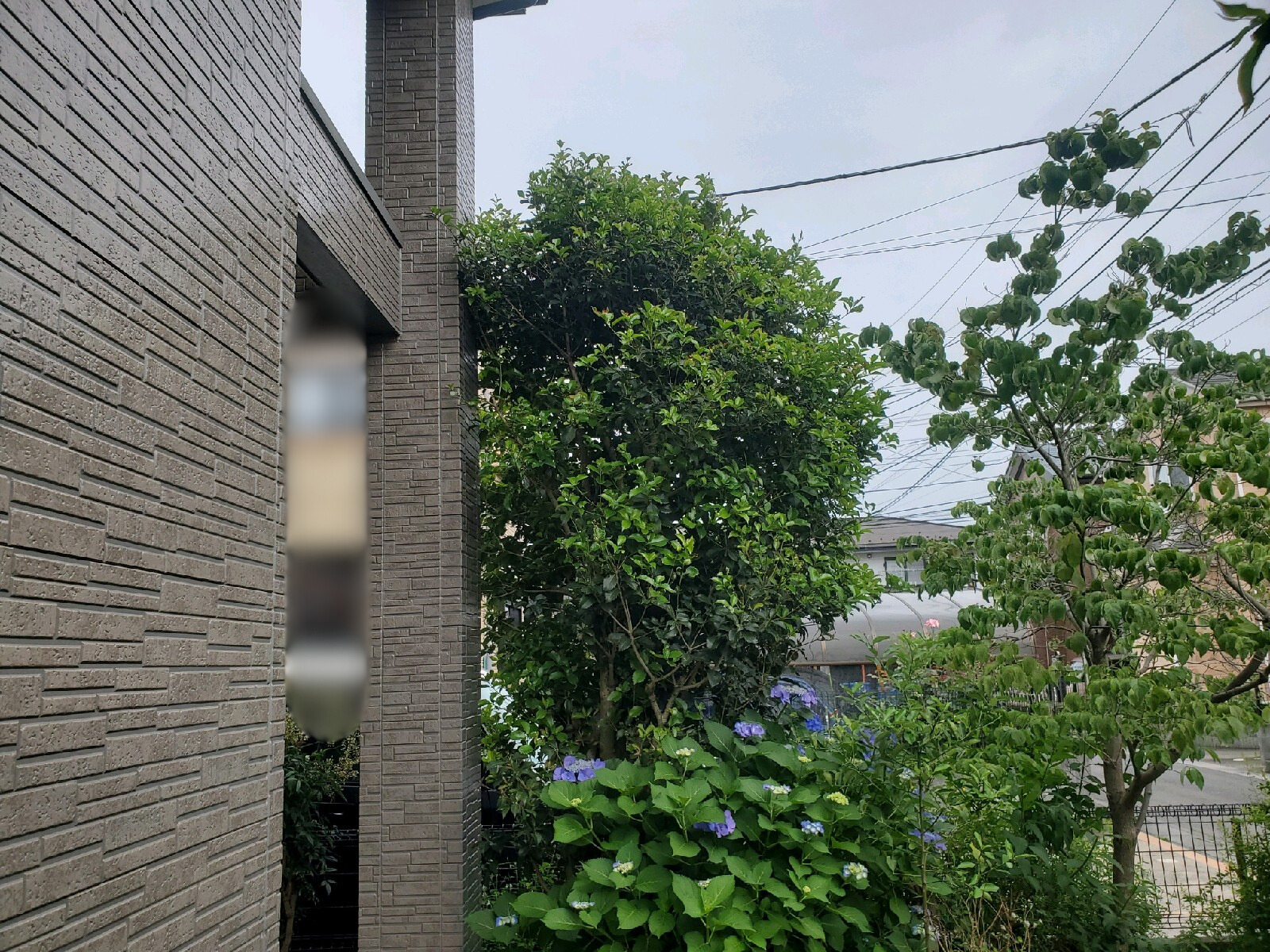 剪定の作業写真