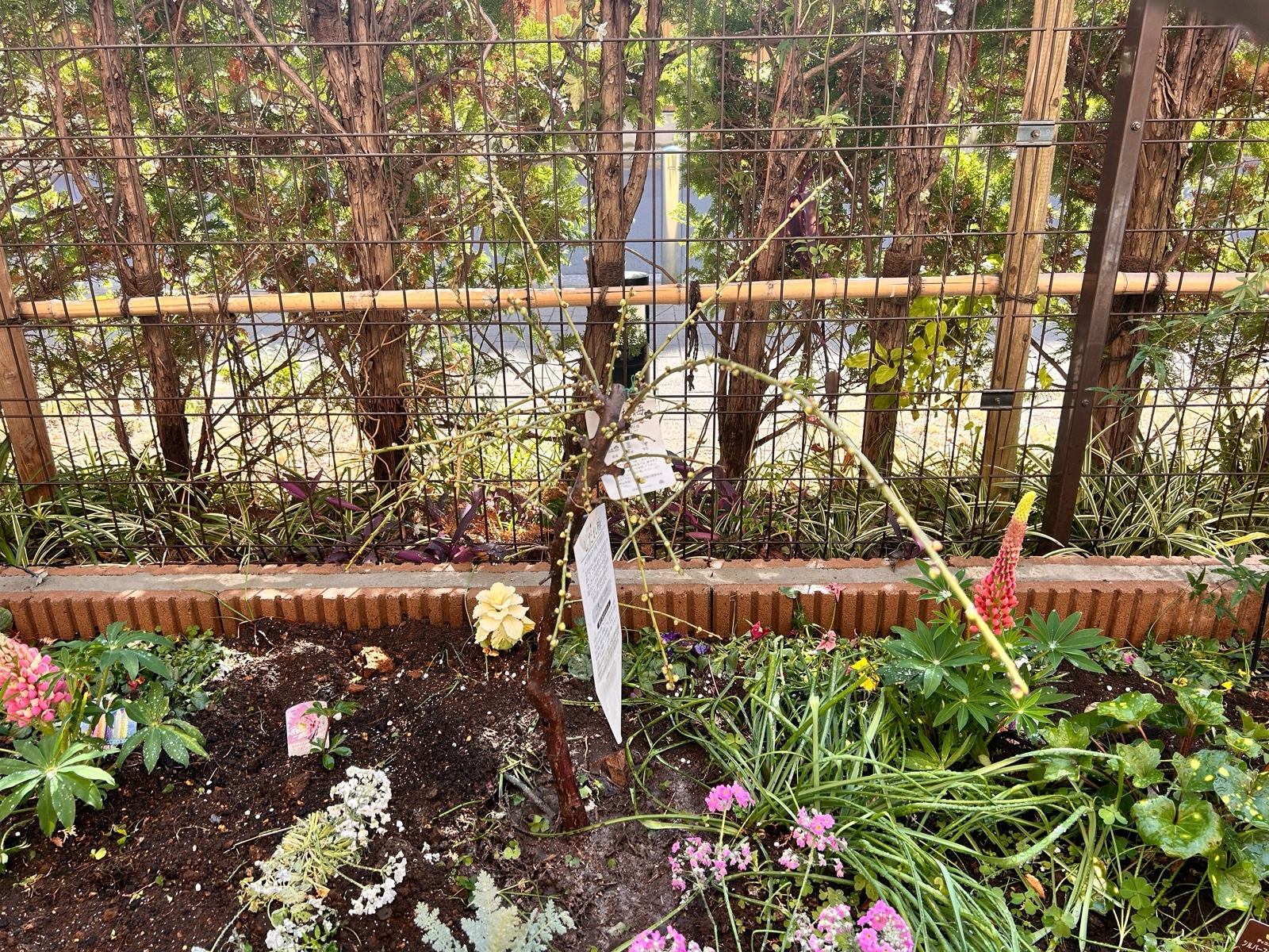 花植え、植樹、バラの誘引の作業事例写真