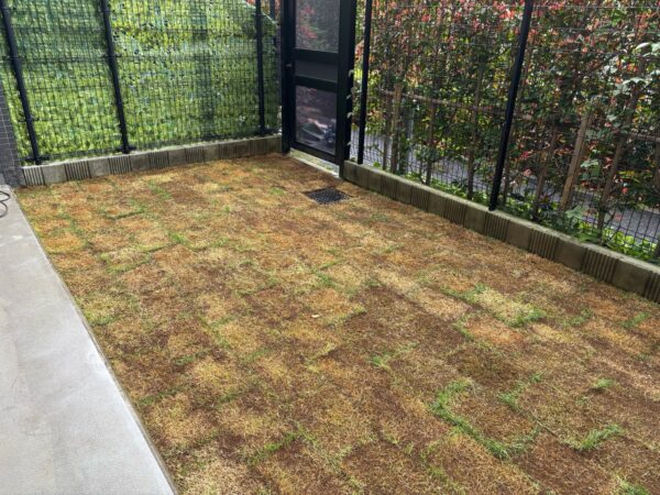 芝生の張り替えの作業写真