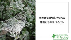 アイキャッチ_害虫の越冬サバイバル