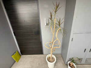 観葉植物の植え替え、引き取りの作業事例写真