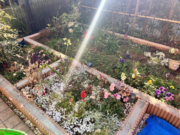 花植え、植樹、バラの誘引の作業事例写真