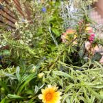 抜根,花植え,植樹の作業写真