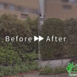 伐採・剪定・刈込の作業事例アイキャッチ