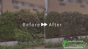 伐採・剪定・刈込の作業事例アイキャッチ