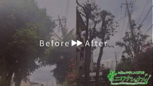 剪定の作業事例　アイキャッチ