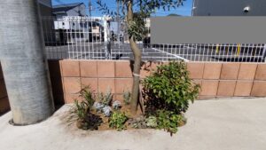 オリーブ高さ下げ、透かし剪定、花壇植え替え作業事例