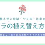 バラの植え替え方法 アイキャッチ