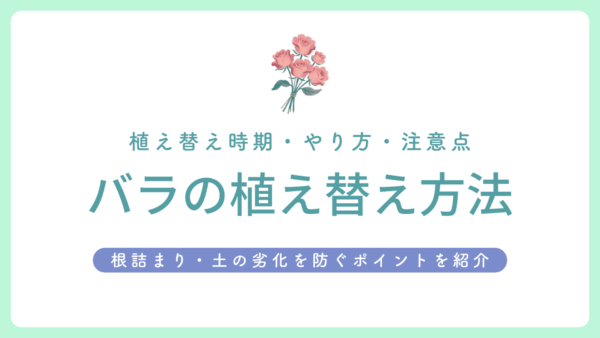 バラの植え替え方法 アイキャッチ