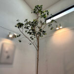 カイガラムシ除去・消毒の作業写真