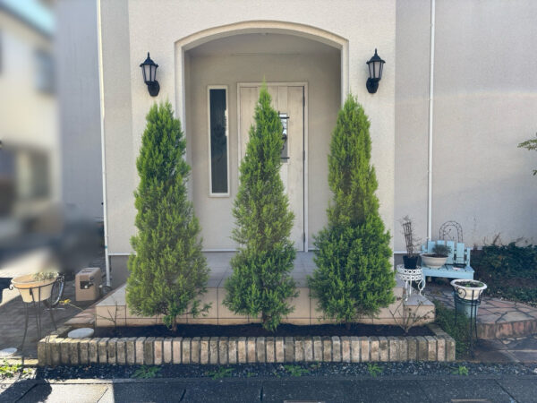 バラの植え替えの作業写真