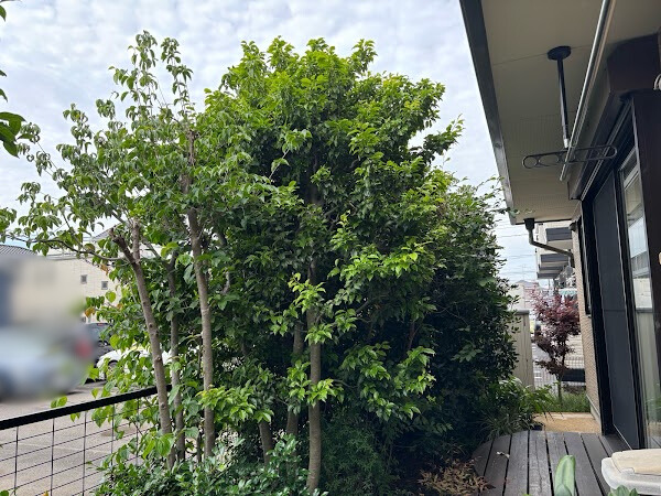 伐採・剪定・刈込の作業写真