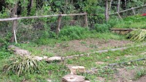 畑の耕運・野菜の植え付けの作業写真