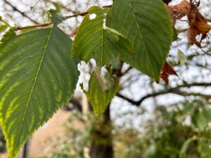 消毒の作業写真