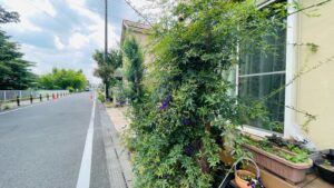 剪定,薔薇の作業写真