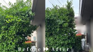 枝落とし前後の写真