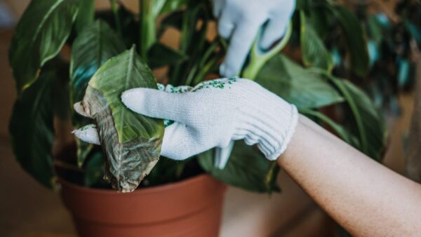 観葉植物 病害虫