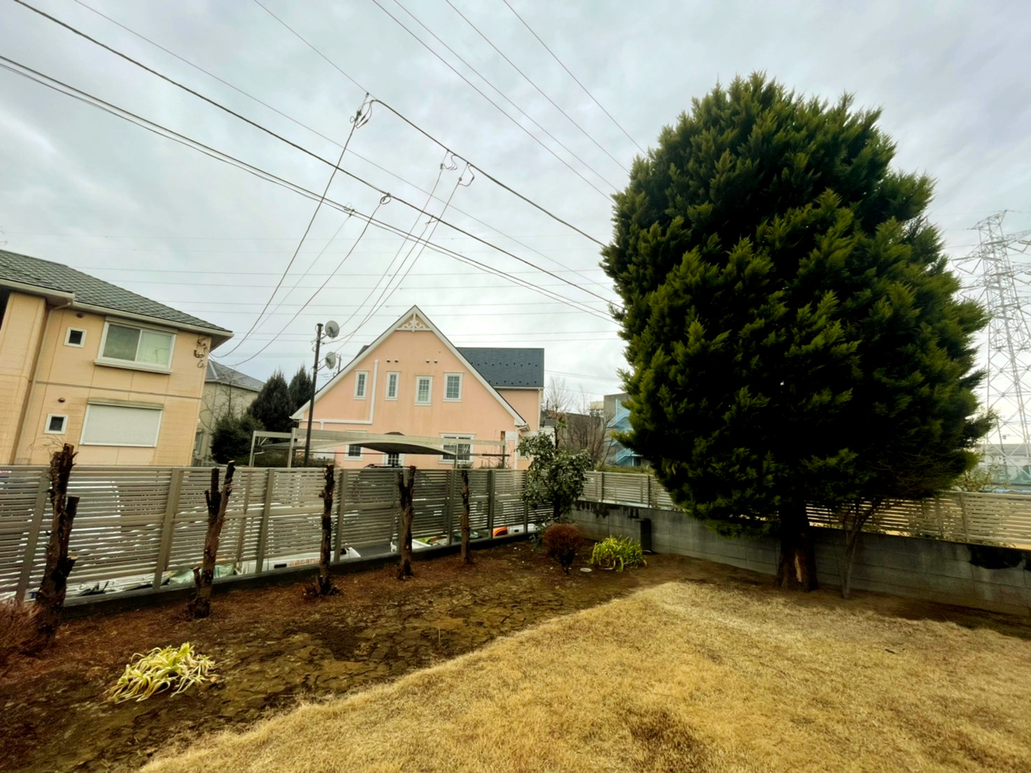 ゴールドクレスト土中伐採 コノテガシワ抜根 さいたま市見沼区 お庭の専門店ニワナショナル 東京 埼玉