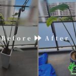 観葉植物植え替えアイキャッチ