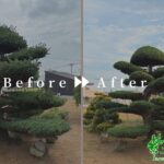 松の刈込、梅の剪定作業写真　アイキャッチ