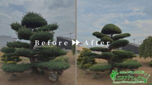 松の刈込、梅の剪定作業写真　アイキャッチ