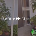 観葉植物（シュロチク）の植え替え・剪定の作業事例　アイキャッチ