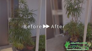 観葉植物（シュロチク）の植え替え・剪定の作業事例　アイキャッチ
