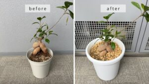 観葉植物の植え替え、引き取りの作業事例　アイキャッチ