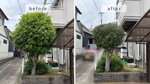 金木犀の剪定の作業事例　アイキャッチ