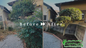 カナメモチ抜根、イヌマキ植樹の作業事例