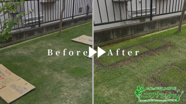 【作業事例】天然芝（TM9）張り替え/埼玉県上尾市【写真・費用例付き】