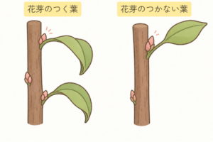 花芽の付く葉の見分け方のイラスト