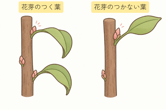 花芽の付く葉の見分け方のイラスト