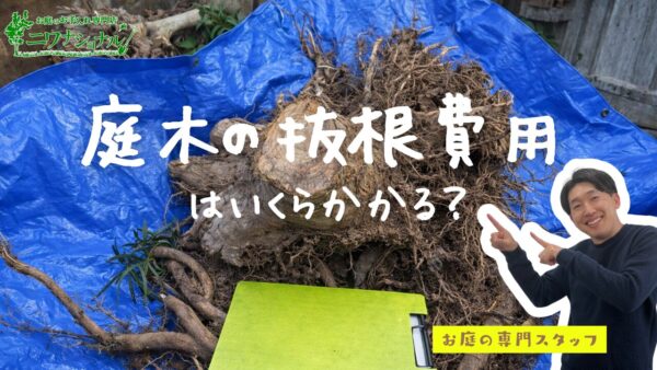 庭木の抜根費用はいくらかかる？相場・伐採込みの総額と実例で解説