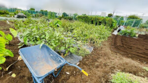 畑の整理の作業写真