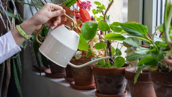 観葉植物 水やり