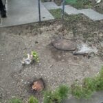 伐採、切り置き枝・不要品回収の作業写真