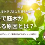 猛暑でにw会が枯れる原因とは?アイキャッチ