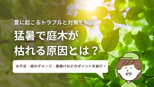 猛暑でにw会が枯れる原因とは？アイキャッチ